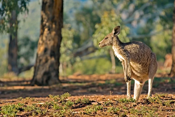 Ausztrál kenguru — Stock Fotó