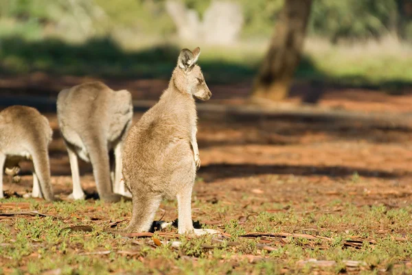 Shunned kangaroo — Stock Photo, Image