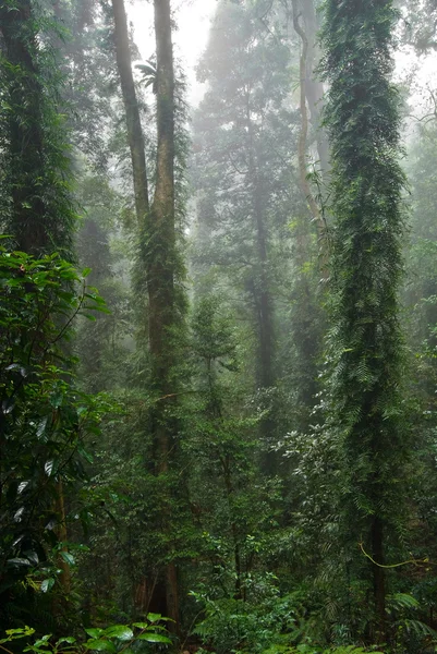 Rain forest — Stock Photo, Image