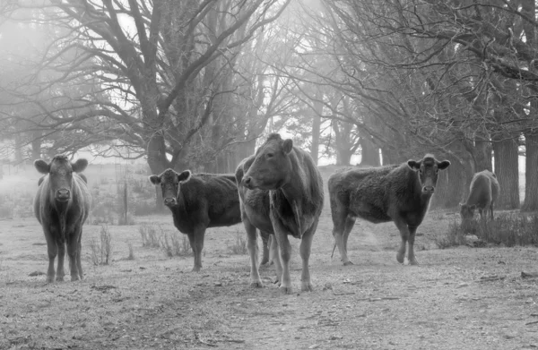 Vacas na estrada — Fotografia de Stock