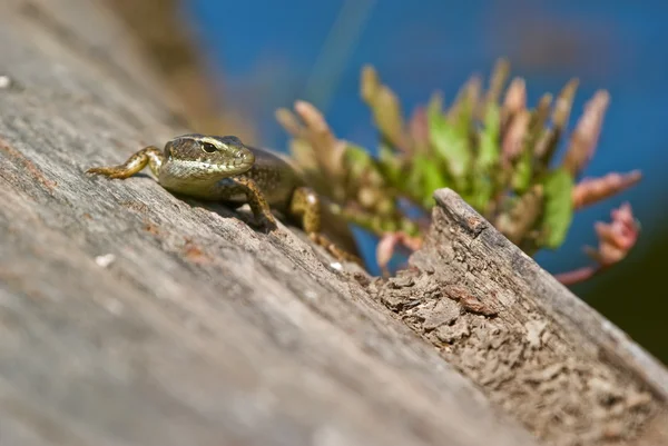 Lizard on log — Stock Photo, Image