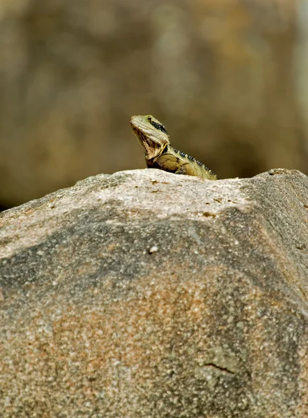 King of the rock — Stock Photo, Image