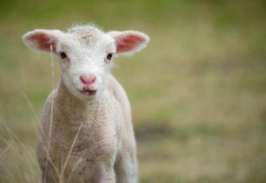 Young baby lamb clipart