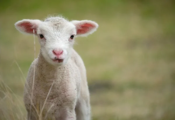 年轻的小羊 — 图库照片
