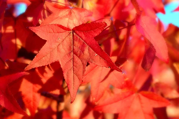 Red autumn leaves — Stock Photo, Image