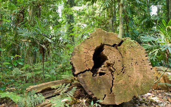 열대우림에 잘라 나무 — 스톡 사진