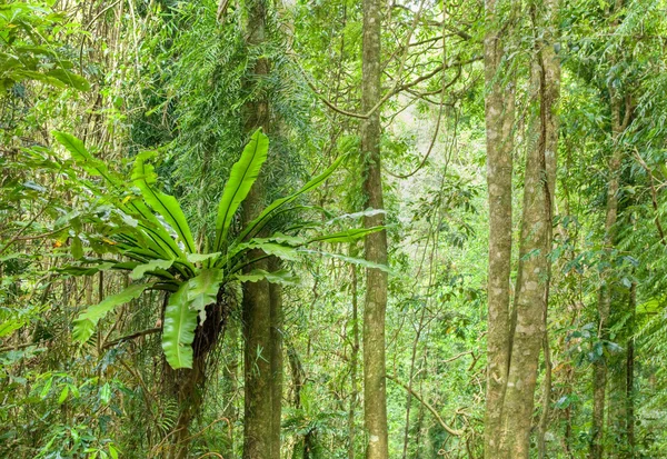 Rainforest ağaçlar — Stok fotoğraf