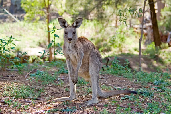 Eastern gray kangaroo — Stock Photo, Image
