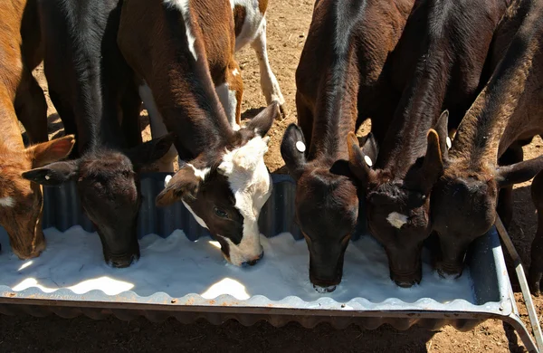 Bezerros que bebem leite — Fotografia de Stock