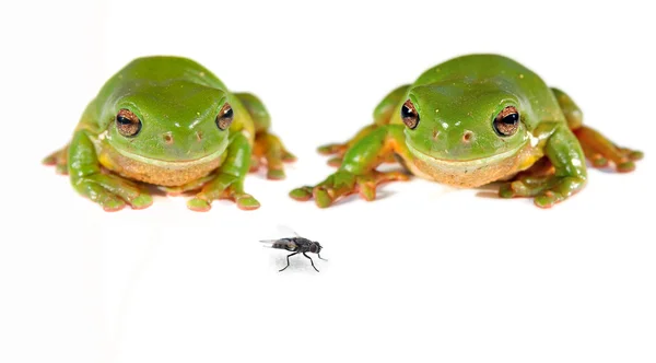 İki yeşil ağaç kurbağaları ve sinek — Stok fotoğraf