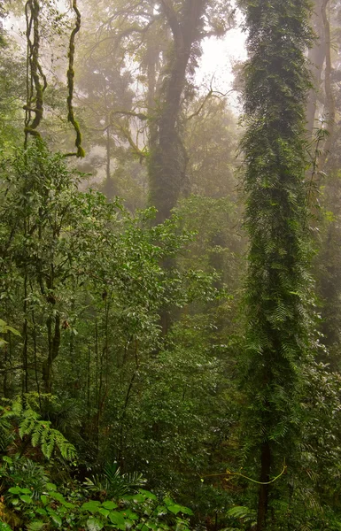 Yağmur Ormanı — Stok fotoğraf