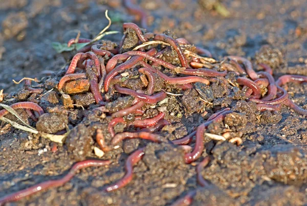 Садовые черви — стоковое фото