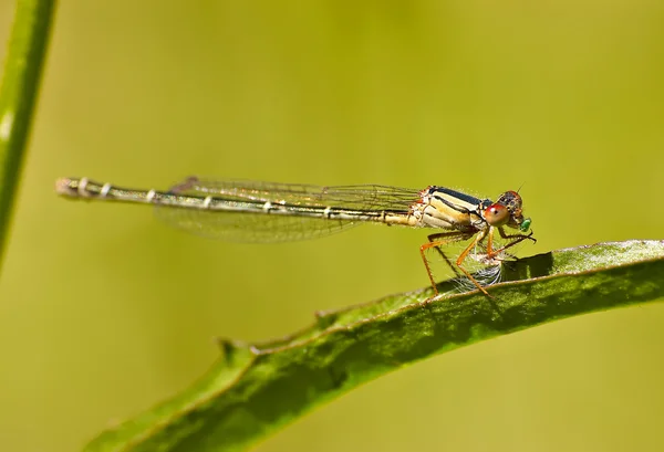 Dragonfly eating — Stock Photo, Image
