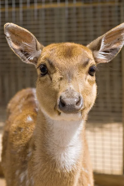 stock image Young deer