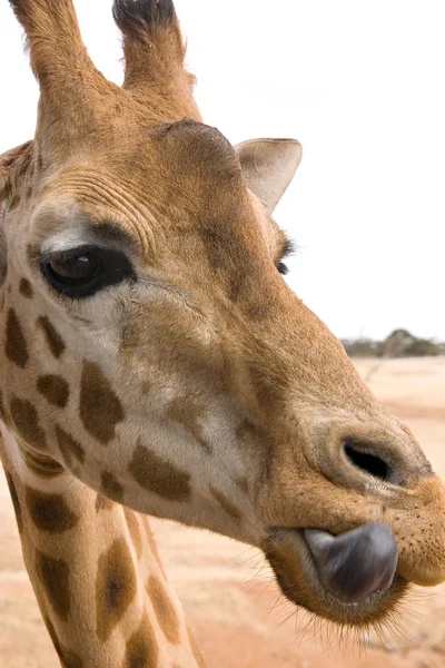 Žirafa olizování rtů — Stock fotografie