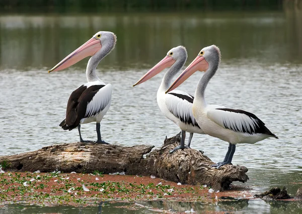 Pelikan obserwatorów — Zdjęcie stockowe