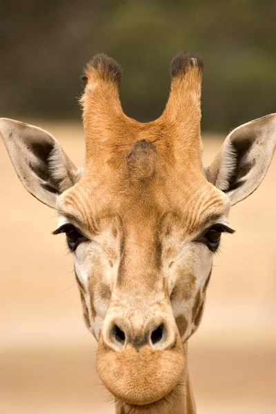 Жираф на уровне глаз — стоковое фото