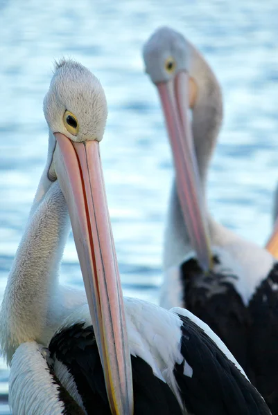 Пелікани — стокове фото