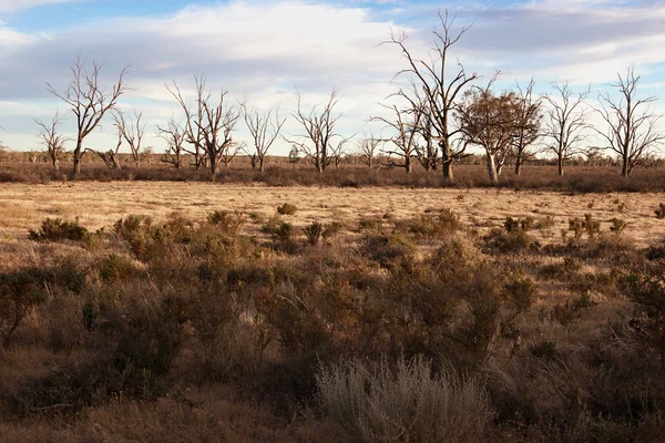 Tierra dura y seca — Foto de Stock