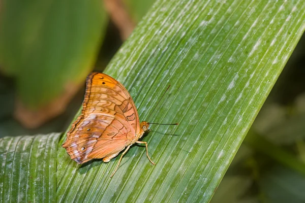 Метелик на лист — стокове фото