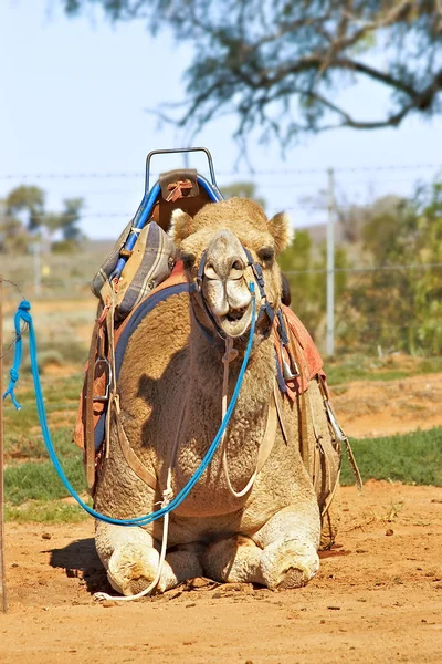 Camel sentado com sela — Fotografia de Stock