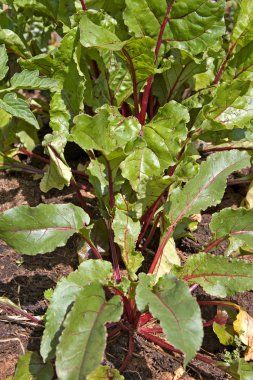 Beetroot growing clipart