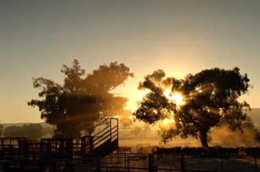 Cattle in the morning clipart