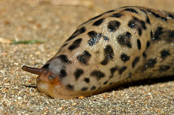 Grumpy the slug — Stock Photo, Image