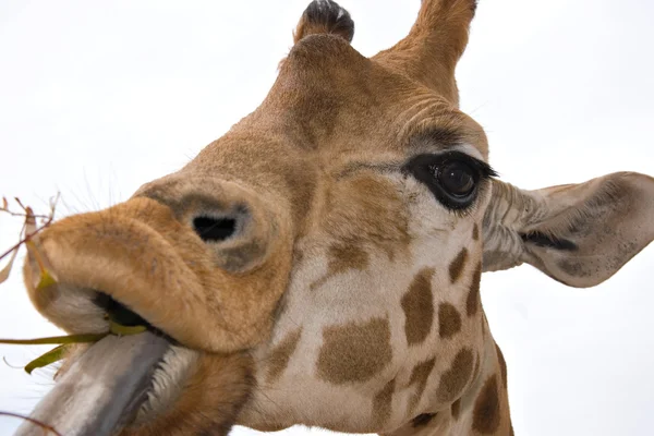 Giraffen äta — Stockfoto