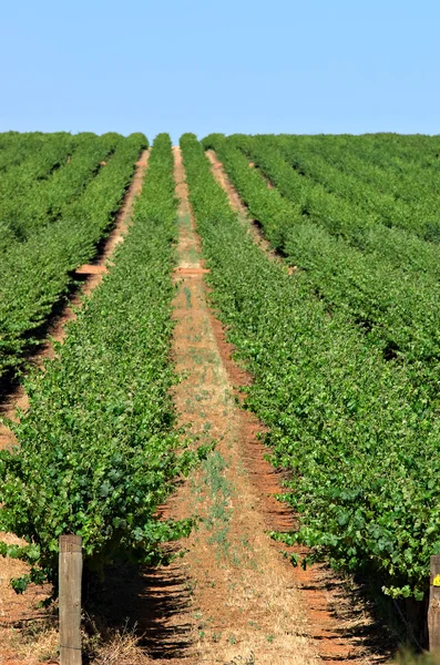 Grape vines — Stock Photo, Image