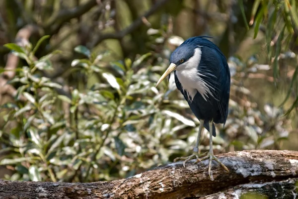 Pied heron — Stok fotoğraf