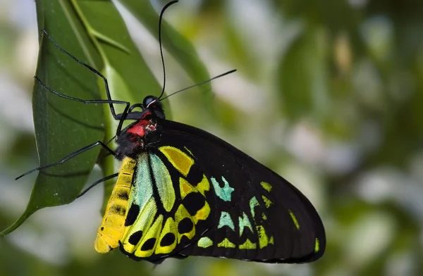 나비 매달려 — 스톡 사진