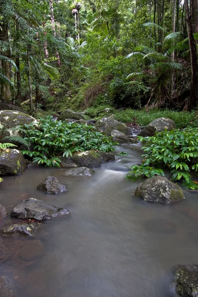 Ruisseau forêt tropicale — Photo