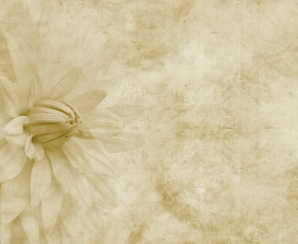 Çiçek kâğıt veya parşömen — Stok fotoğraf