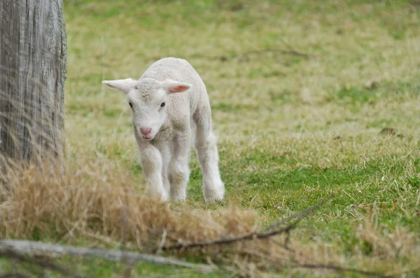 Jeune agneau à la ferme — Photo