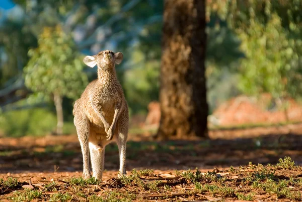 Tête de kangourou en arrière — Photo