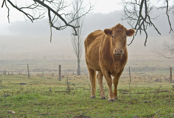 Корова в тумане — стоковое фото