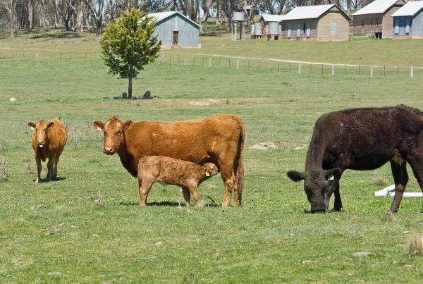 Vacas em campo — Fotografia de Stock
