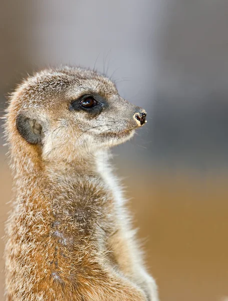 Meerkat on guard — Stock Photo, Image