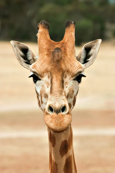 Girafa ao nível dos olhos — Fotografia de Stock