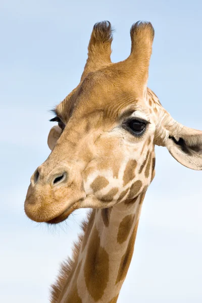 Крупный план жирафа — стоковое фото