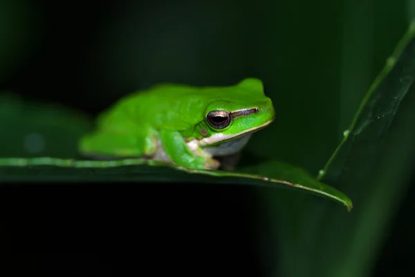 Лягушка просто сидит на листе — стоковое фото