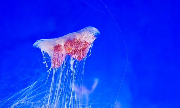 stock image Jellyfish