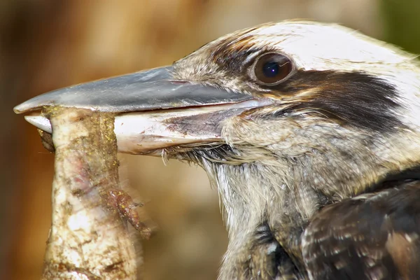 Kookaburra comiendo carne — Foto de Stock