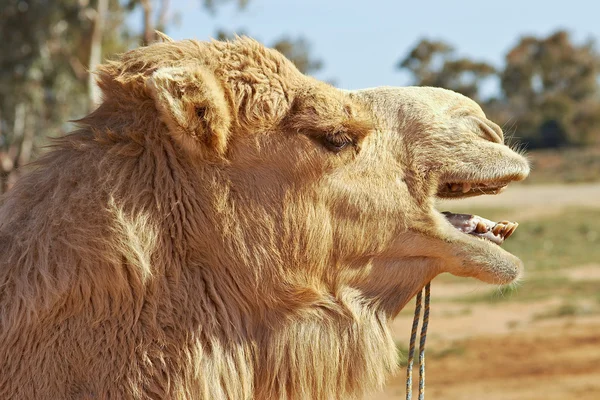 Καμήλα από κοντά — Φωτογραφία Αρχείου