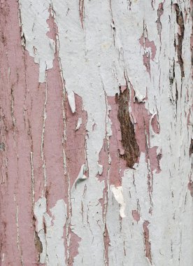 Old wood peeling paint clipart