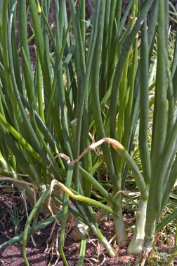 Onions growing clipart