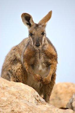 Yellow footed rock wallaby clipart