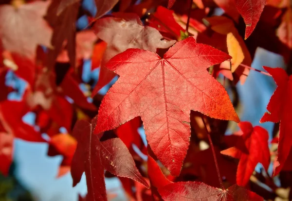 Rotes Herbstblatt — Stockfoto