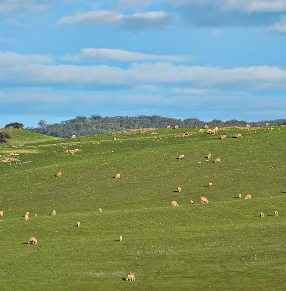 Ovce v terénu — Stock fotografie